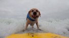 Perros "surfistas" conquistan olas en campeonato al norte de California