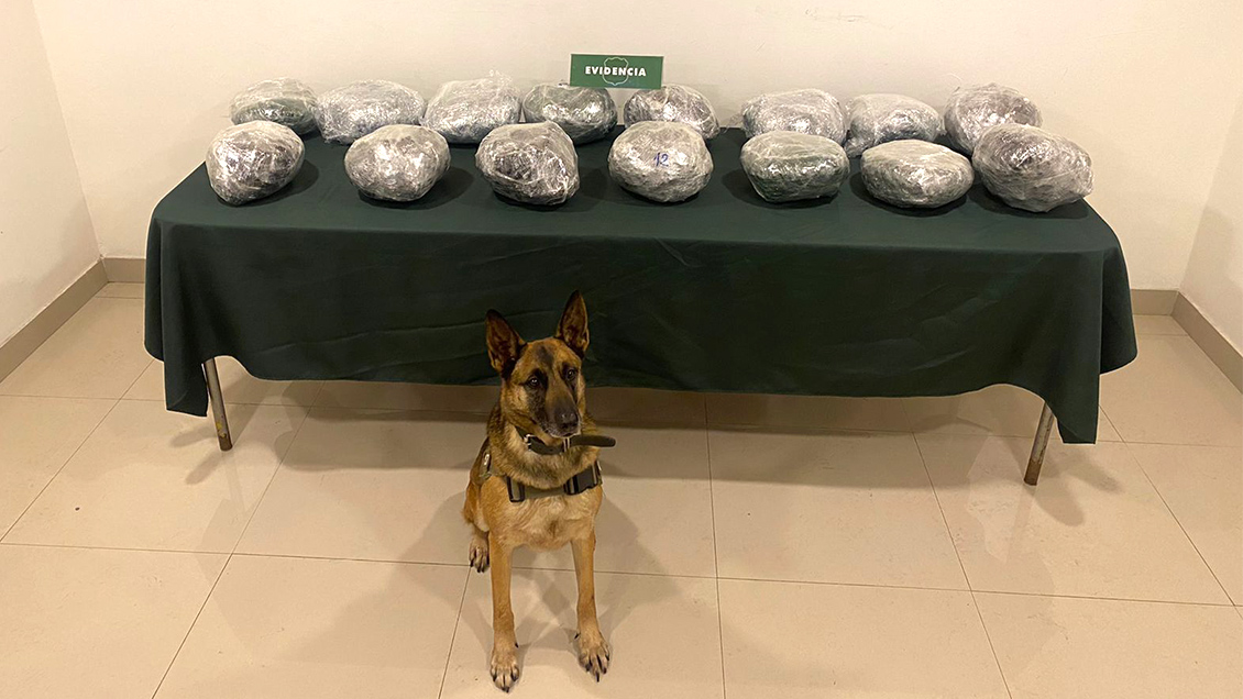 Perro policial detectó casi 16 kilos de marihuana en vehículo que viajaba por la Ruta 5 Sur