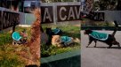 "Cavancha" y "Lyon": Los tiernos gatitos adoptados por Carabineros de Iquique