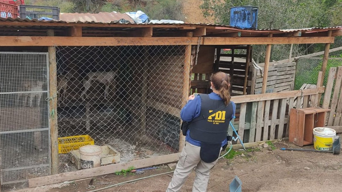 Rescatan 14 perros desnutridos y en 