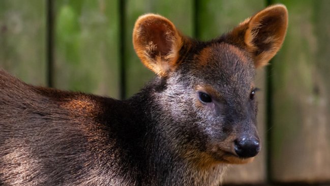 Investigan muerte de pudú en Dalcahue: Antecedentes apuntan a ataque de una mujer