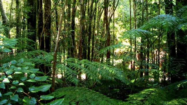   Hombre deberá reforestar con 300 ejemplares una tala ilegal de bosque nativo 