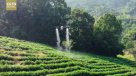 El uso de la tecnología en una plantación de té en China