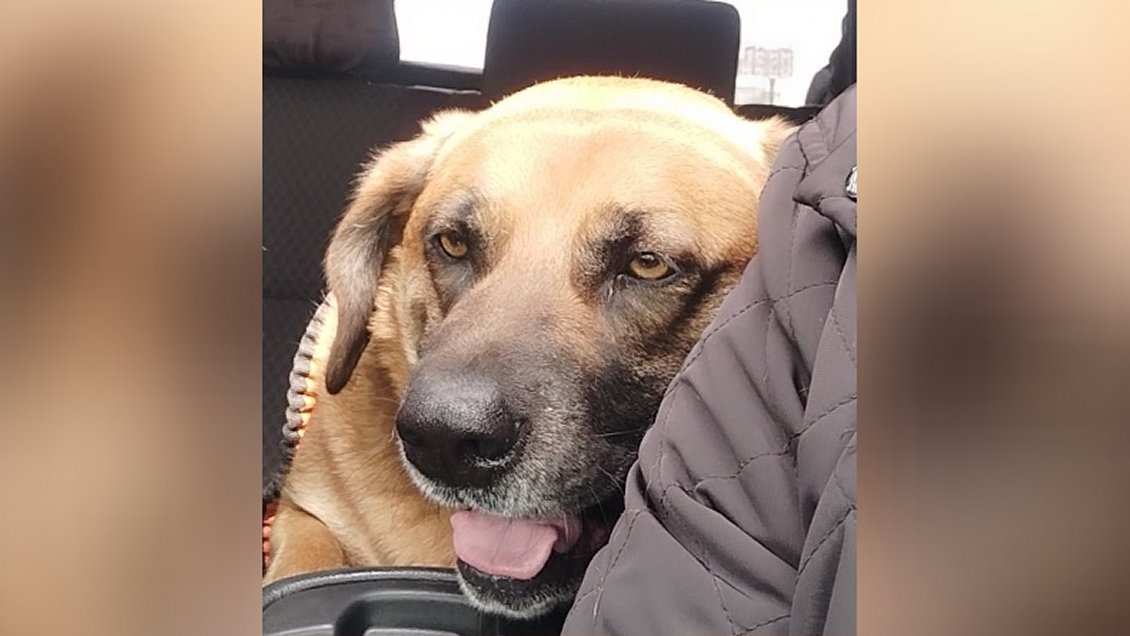 Alcalde de Maipú se querelló por caso de zoofilia: 