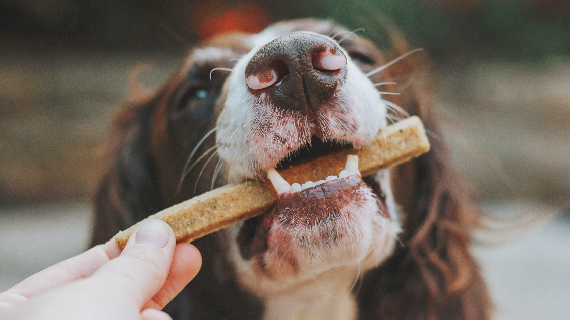 ¿Pueden las mascotas comer empanadas, longanizas o restos de huesos en Fiestas Patrias?