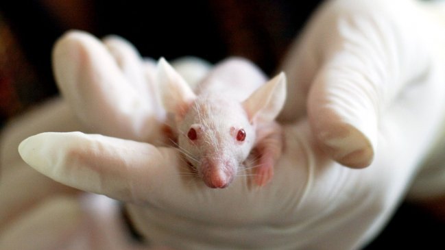  Científicos chinos diseñan un roedor con reordenamientos cromosómicos completos 