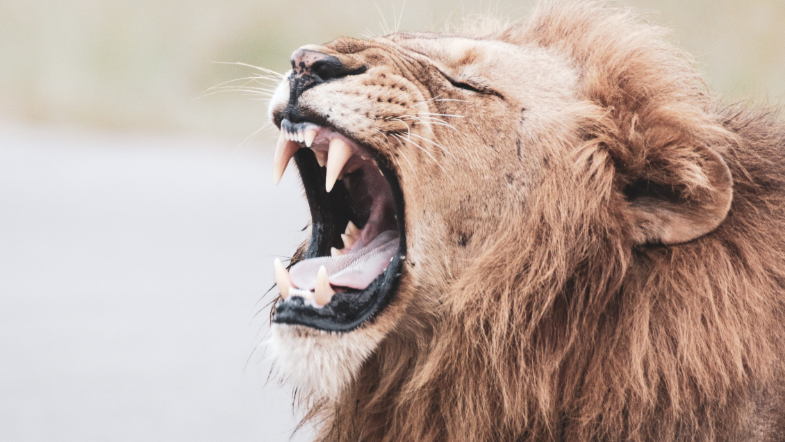 León devoró a hombre que buscaba robar cachorro de un zoológico