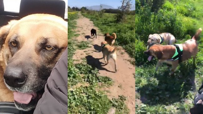  Perrito víctima de zoofilia fue adoptado en Maipú  