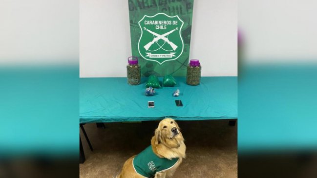 O'Higgins: Perro antidroga 