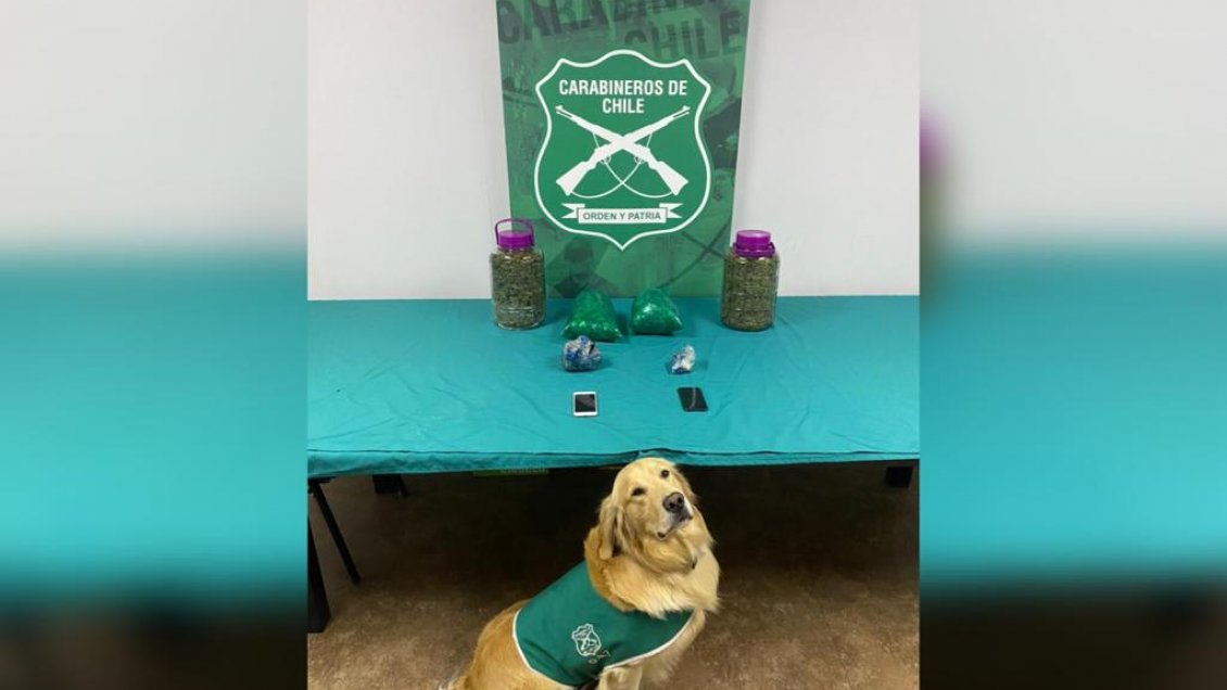 O'Higgins: Perro antidroga 