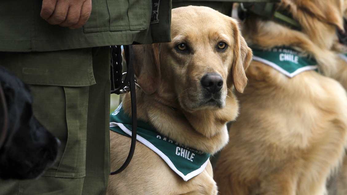 Perro detector de droga permitió decomiso de más de seis kilos de marihuana en Lautaro