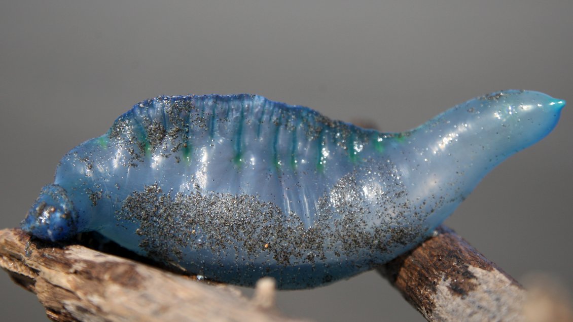 Iquique: Seremi de Salud ordenó cierre de playa por presencia de fragata portuguesa