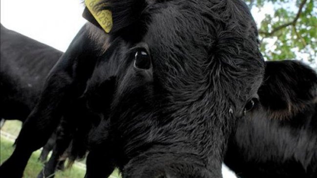 OPS informó que Sudamérica está más cerca de erradicar la fiebre aftosa