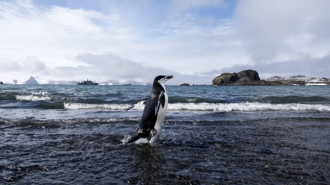   Estudio alerta que el océano Antártico está absorbiendo la mayor parte del calor del planeta 