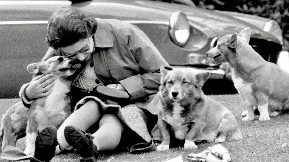 ¿Y ahora qué pasa con los corgis de lsabel II?