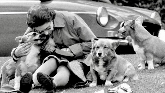 ¿Y ahora qué pasa con los corgis de lsabel II?