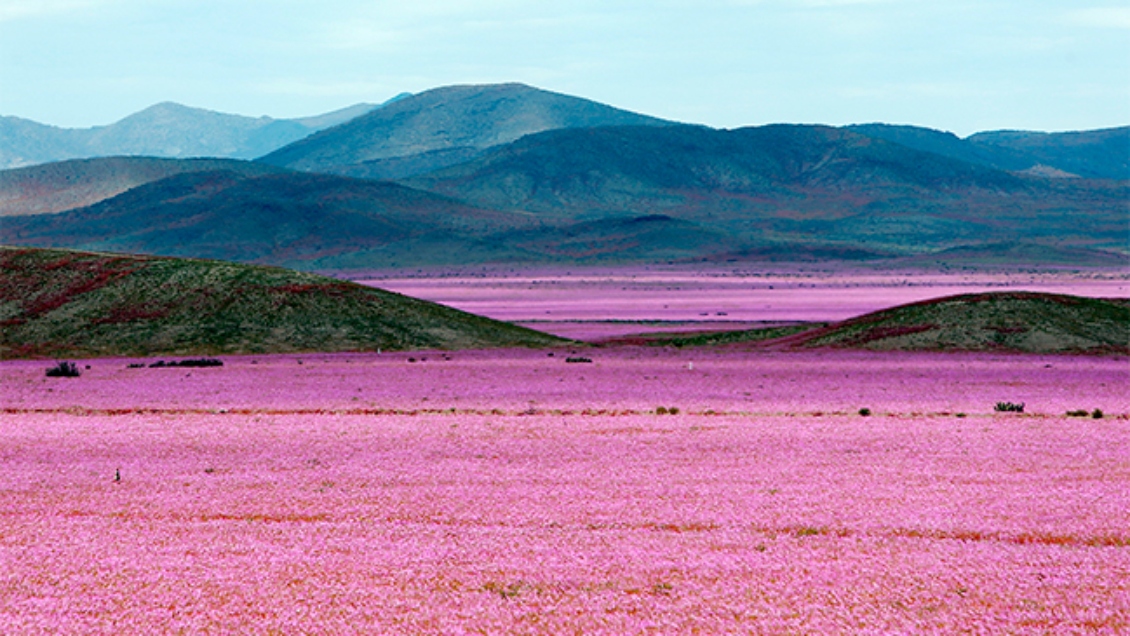 Conaf: Peak del Desierto Florido se espera para fines de septiembre
