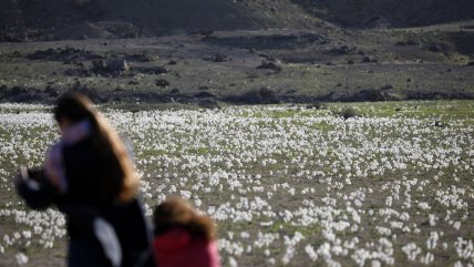  Desierto florido maravilló a visitantes de Bahía Inglesa  