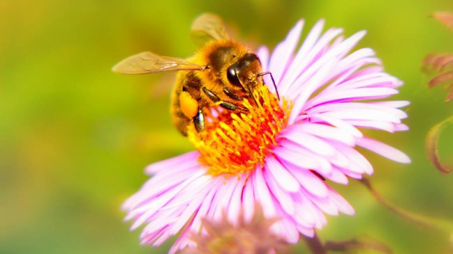   Comenzarán estudios para explicar mortandad de abejas en Valle de Elqui 