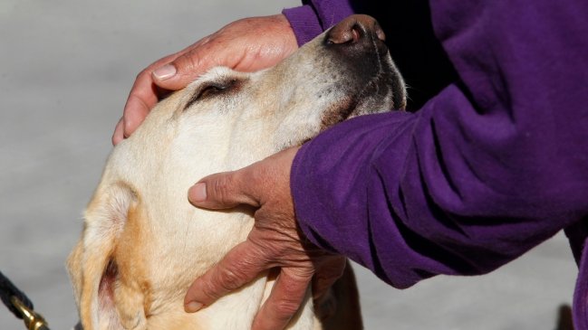   Pareja involucrada en brutal golpiza de un perro en Lampa fue detenida 