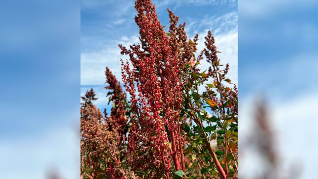 La quinoa sudamericana impulsa la revitalización rural de China