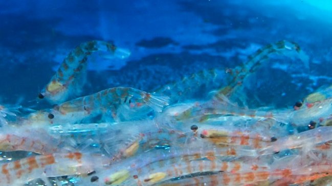  Estudio advierte drástica disminución del krill antártico para el año 2100  
