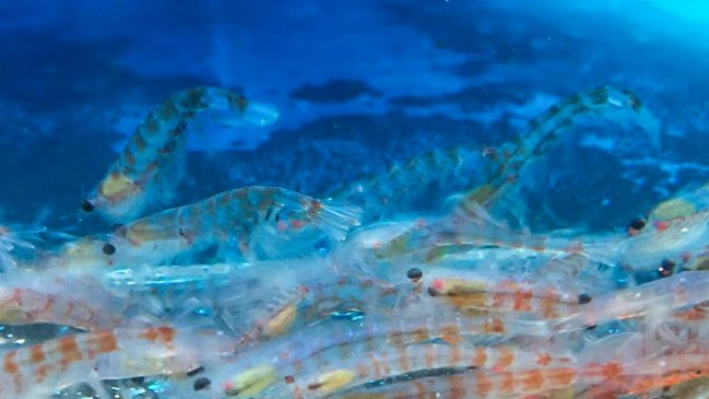 Estudio advierte drástica disminución del krill antártico para el año 2100