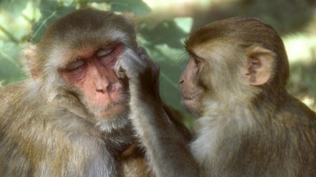 Virus de monos, similar al ébola o el VIH, podría saltar a los humanos