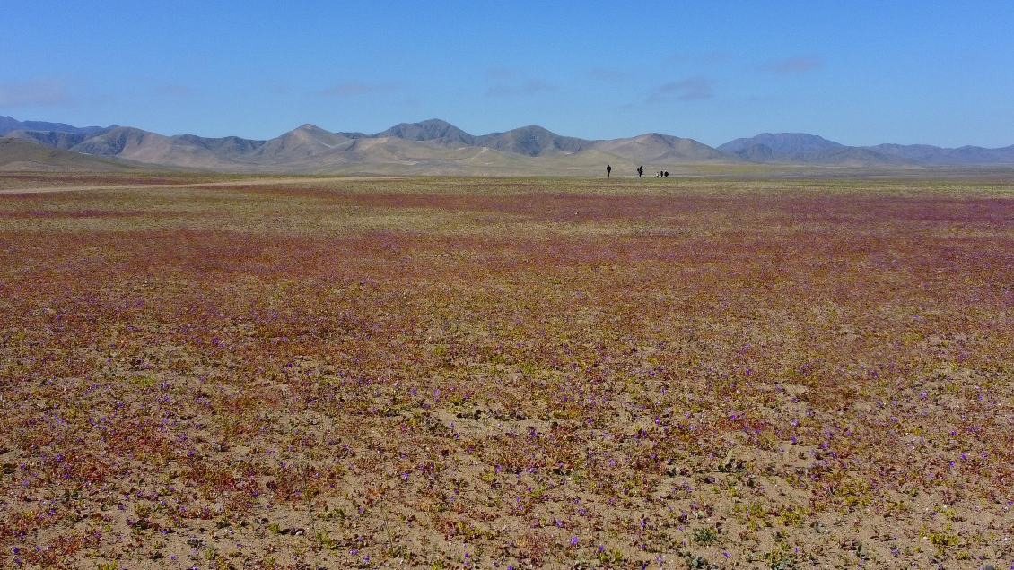 Los detalles del proyecto de Parque Nacional Desierto Florido