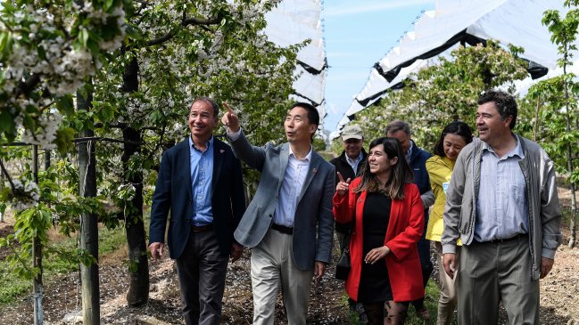   Chile arrancó temporada de cerezas con celebración del florecimiento de su árbol 