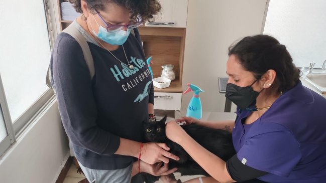 Dos mil microchips para mascotas serán implantados de forma gratuita en Arica