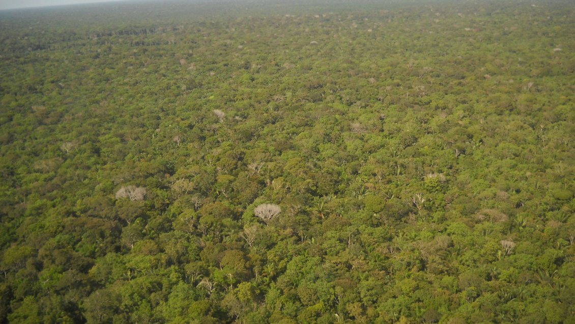 Deforestación en la Amazonía brasileña alcanzó nuevo récord en septiembre
