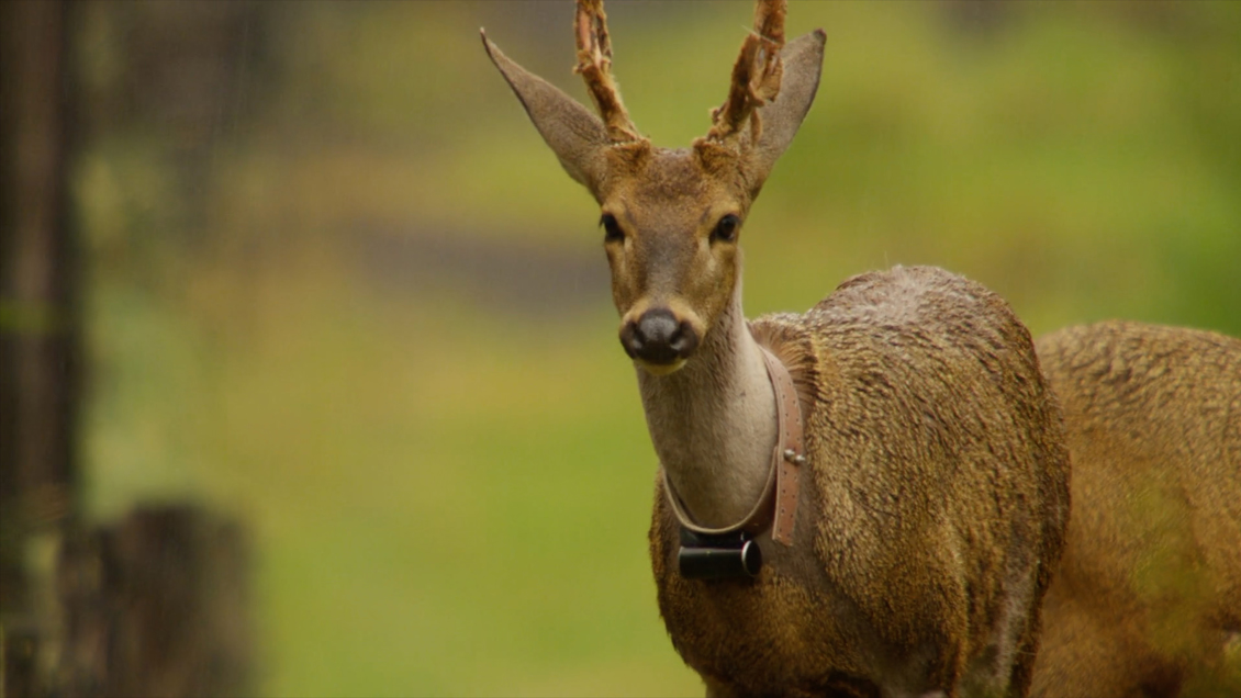 La Reserva Biológica de Huilo Huilo, el refugio natural que lucha contra la extinción del huemul