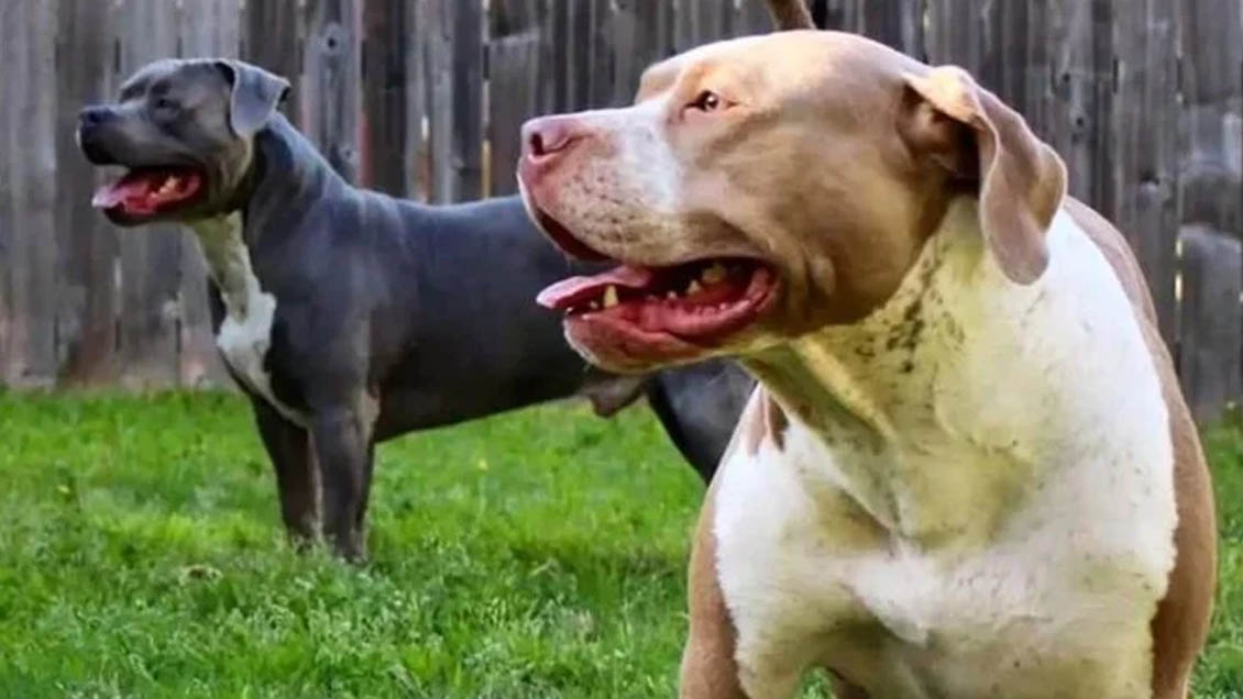 Two brothers, a fivemonthold baby and a twoyearold girl, were