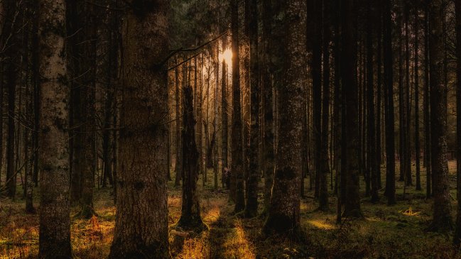 Árbol más alto de China mide 83,4 metros