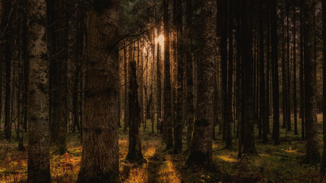 Árbol más alto de China mide 83,4 metros