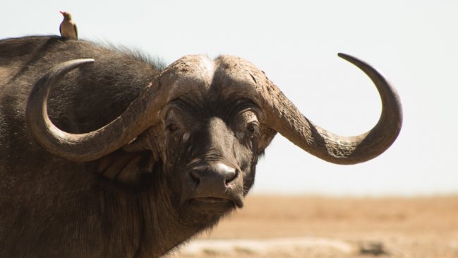 Presidente de la Federación Mexicana de Caza fue asesinado por un búfalo al que le disparó