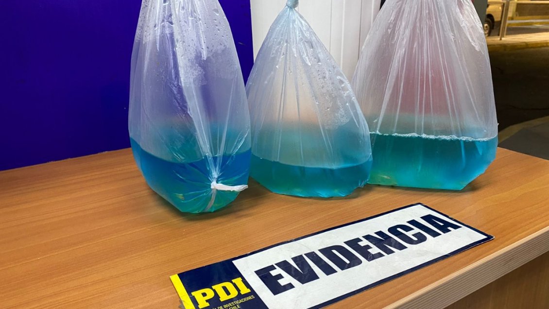 PDI detuvo en Arica a sujeto que intentaba ingresar al país 300 peces modificados genéticamente