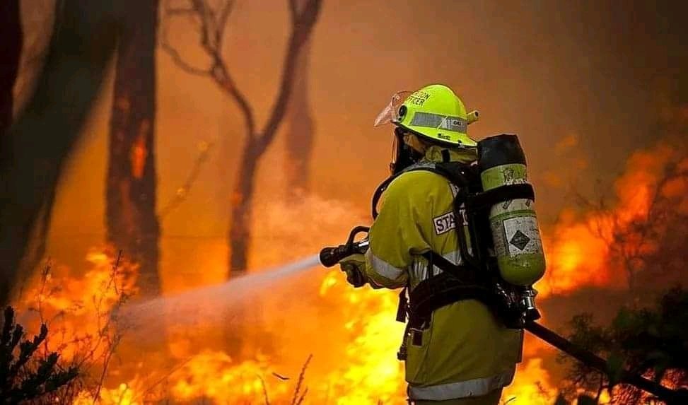 Incendio forestal afecta a Isla Santa María en Coronel: Trampa para conejo presuntamente provocó el fuego
