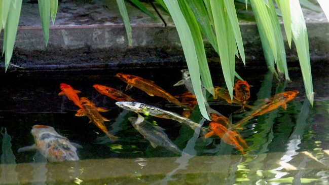 Curicó: Municipio adquirió 33 peces para pileta de plaza tras masivo robo