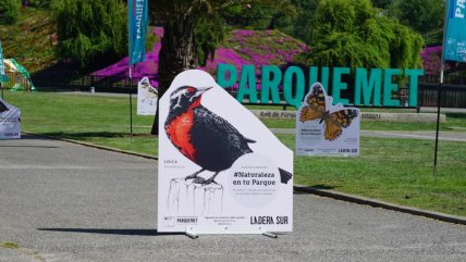 Panorama primaveral: Explorar las aves e insectos de Santiago en el Parque de la Familia