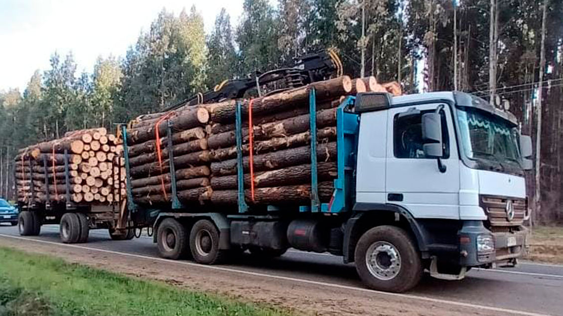 PDI de Angol detuvo a nueve personas por robo de madera e incautó más de 200 millones de pesos en especies