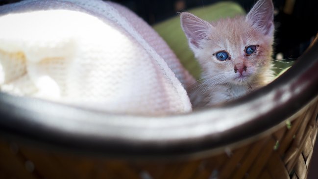 Avanzó en la Cámara el proyecto que reconoce a los animales como 