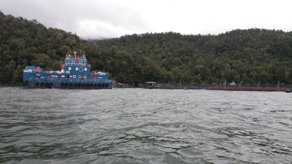 SMA ordena detener siembra de salmones en centro de cultivo en Parque Nacional Laguna San Rafael