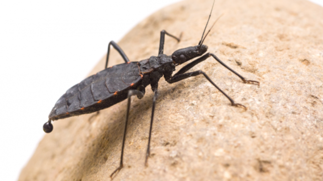 Cambio climático puede llevar transmisor del Mal de Chagas hasta el Biobío, según estudios