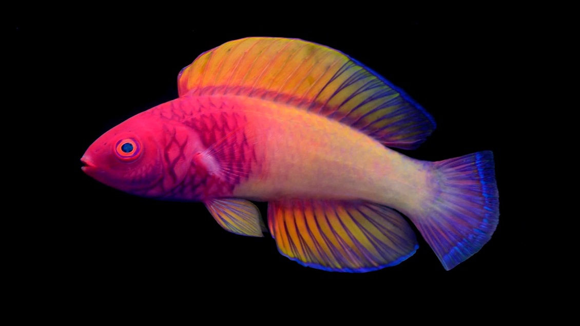 Descubren un pez arcoíris que nace hembra y se convierte en macho