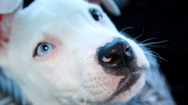 Inhumano: Perrita murió ahogada tras ser amarrada a una roca que fue sumergida en el mar