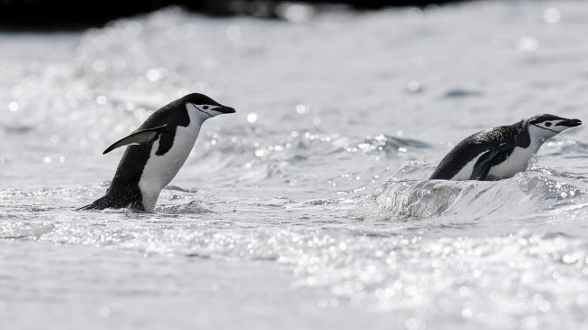 Chile reclama la creación de área de protección en la Antártida en cumbre en Australia