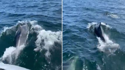   Lancha de la Armada navegó junto a una decena de delfines 