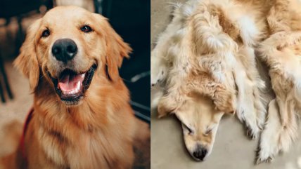   Murió su golden retriever y decidieron convertirlo en una alfombra 